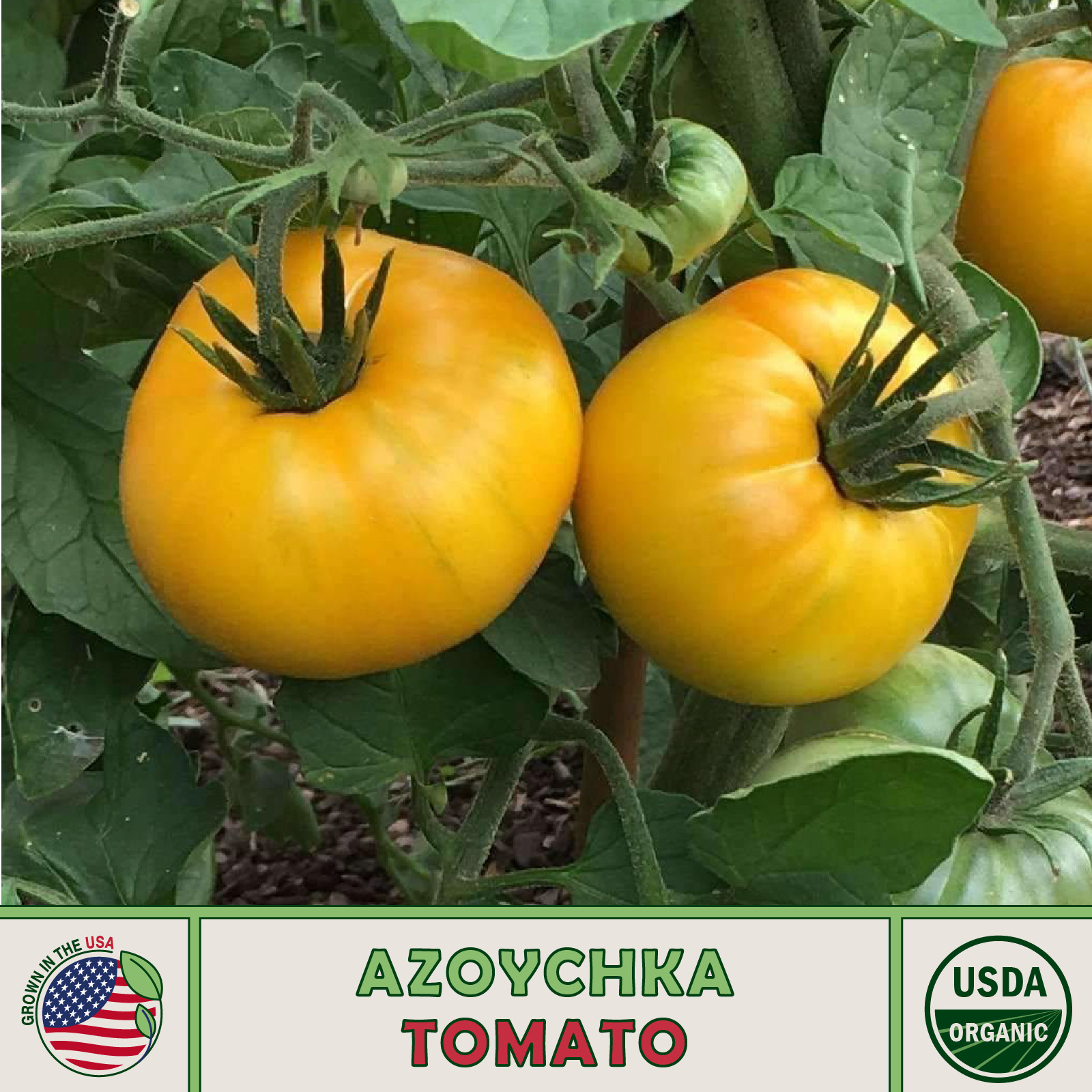 10 Azoychka Tomato Seeds, Organic, Excellent Dry-Farming Candidate