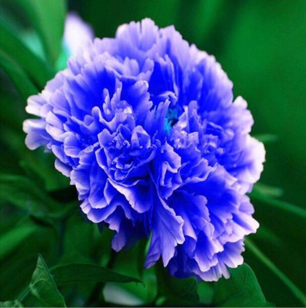 20 PEONIES FLOWER SEEDS rare exotic blossom bloom house plant garden germination