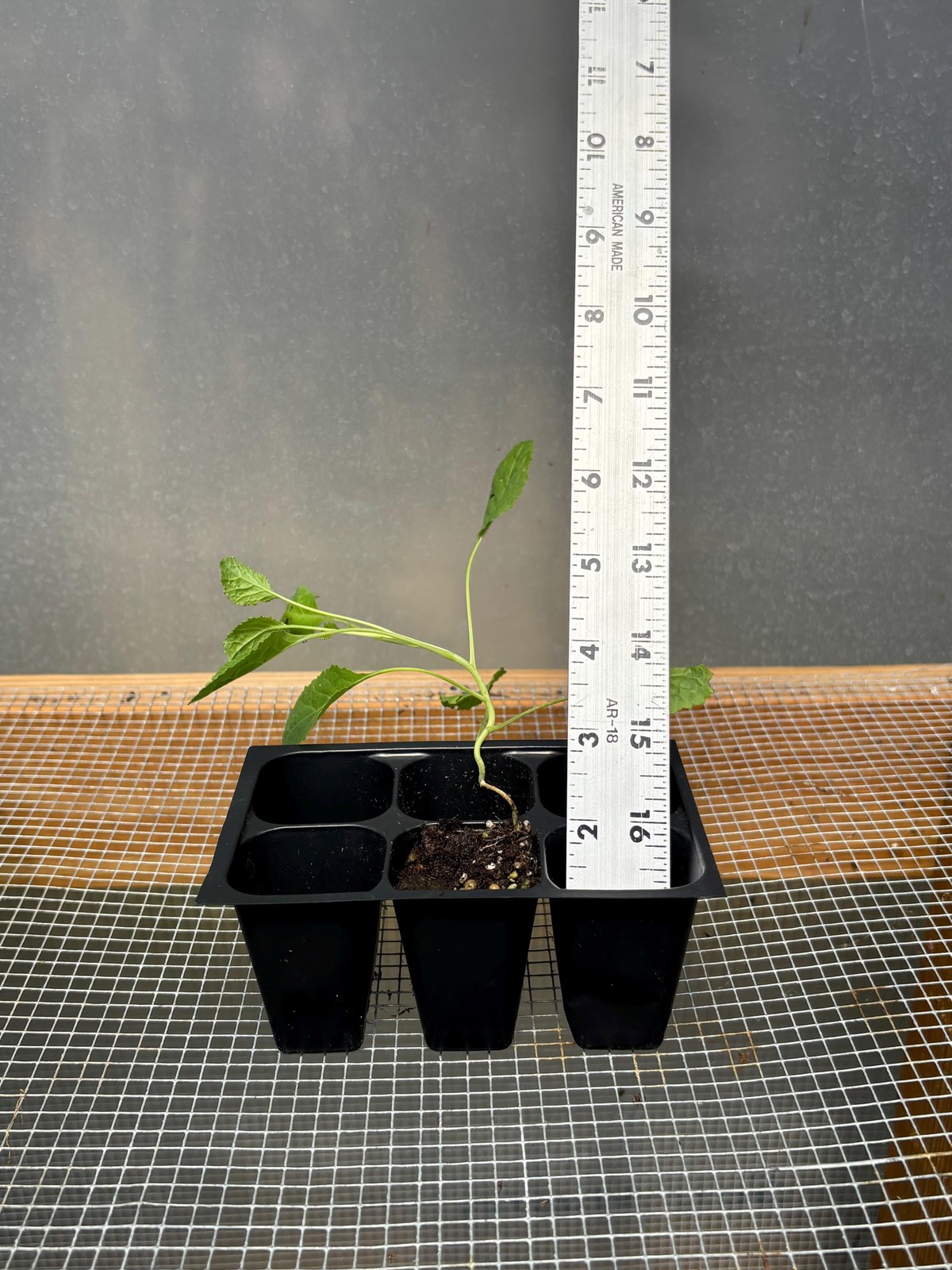 Broccoli Live Plant – Seedlings/Plugs and Plants – 3″- 12″ tall – 30-60+ days