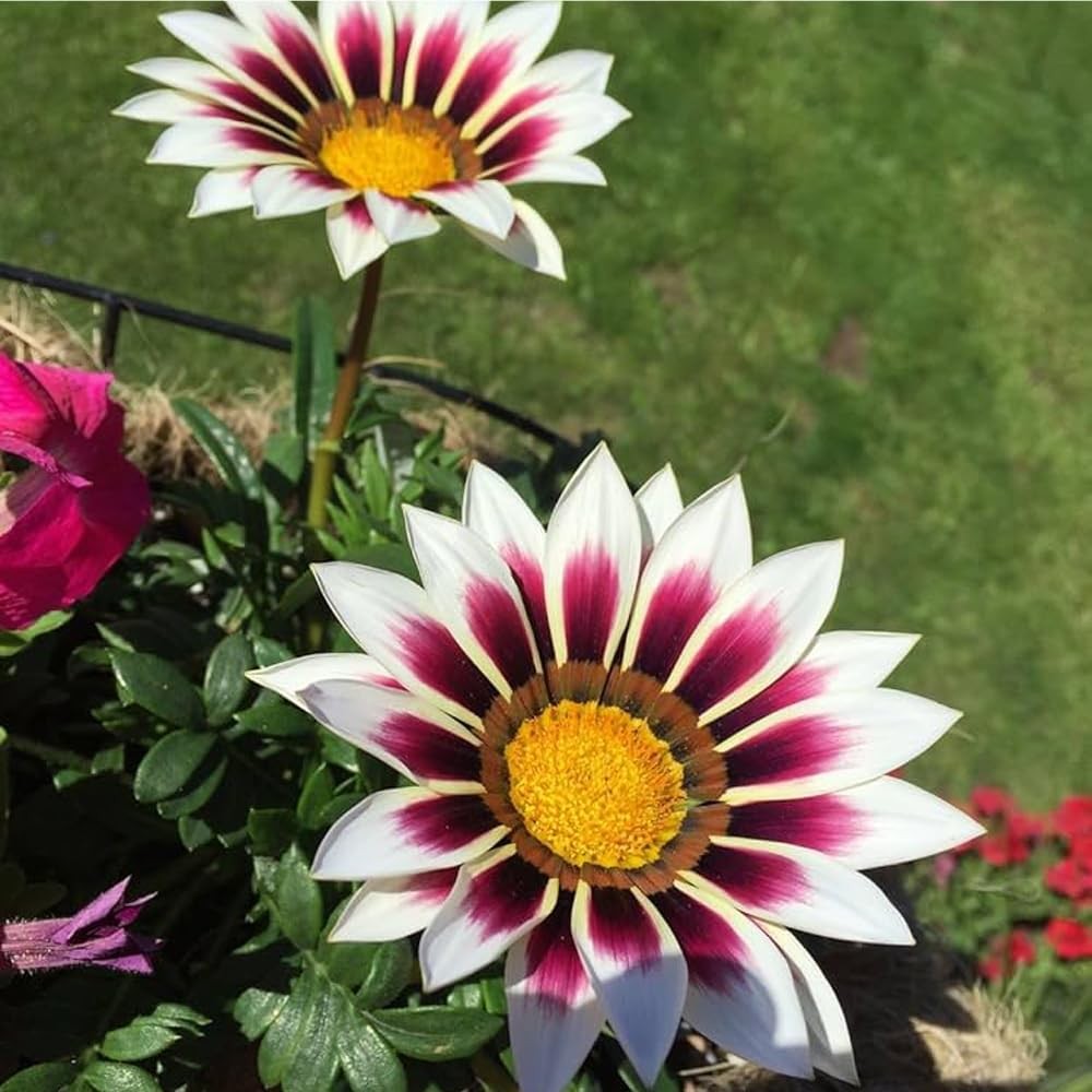 300 Perennial Mix Gazania Seeds Heat-Perennial Ground Cover Seeds-Drought Tolera