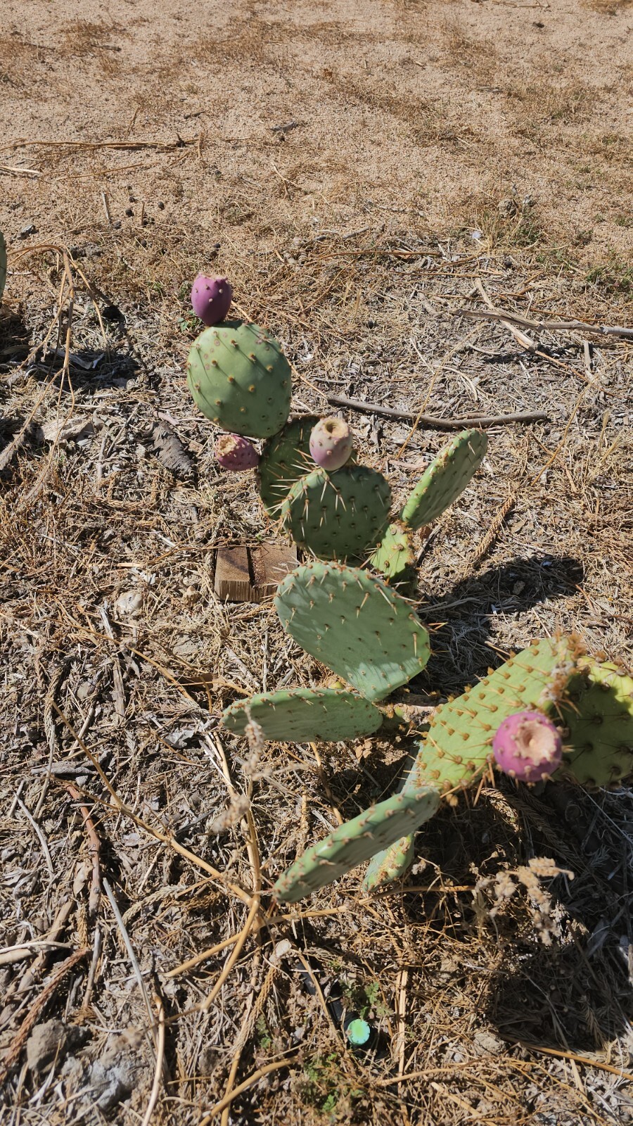 Desert Prickly pear ( Opuntia Phaeacantha), 2 Pads 4-7″ [cold hardy -20F]