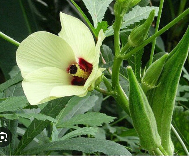 Clemson Spineless Okra Seeds, NON-GMO, Gumbo, Lady’s Fingers,,Bhindi 100+ Seeds