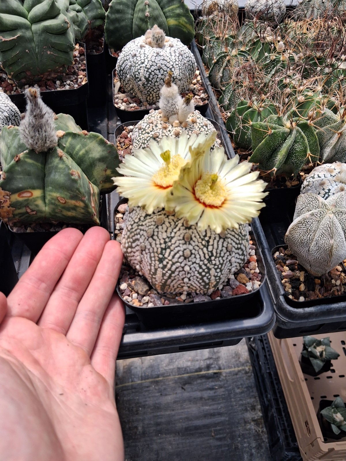 Astrophytum asterias Superkabuto very fat big plant US seller