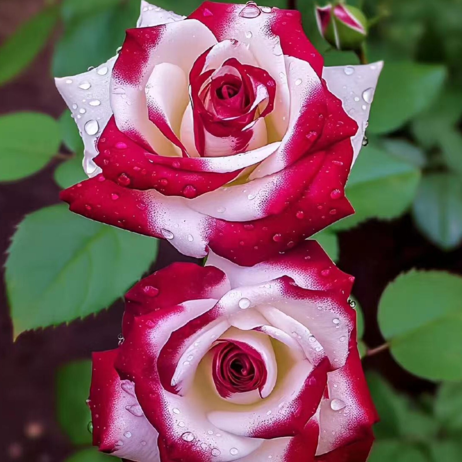 Red & White Bi-Color Rose Seeds – 20 Seeds – Non-GMO Heirloom Variety for Garden