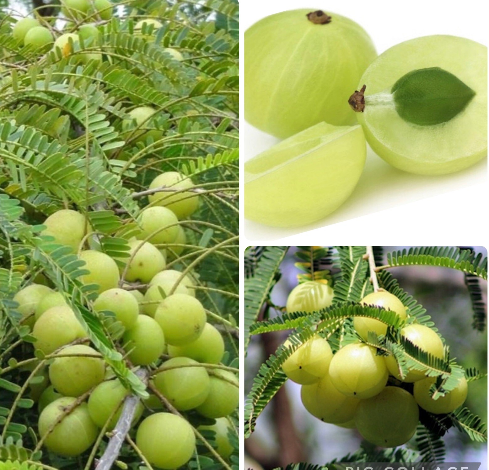 10 SEEDS Indian Gooseberry | Amla | Phyllanthus Emblica