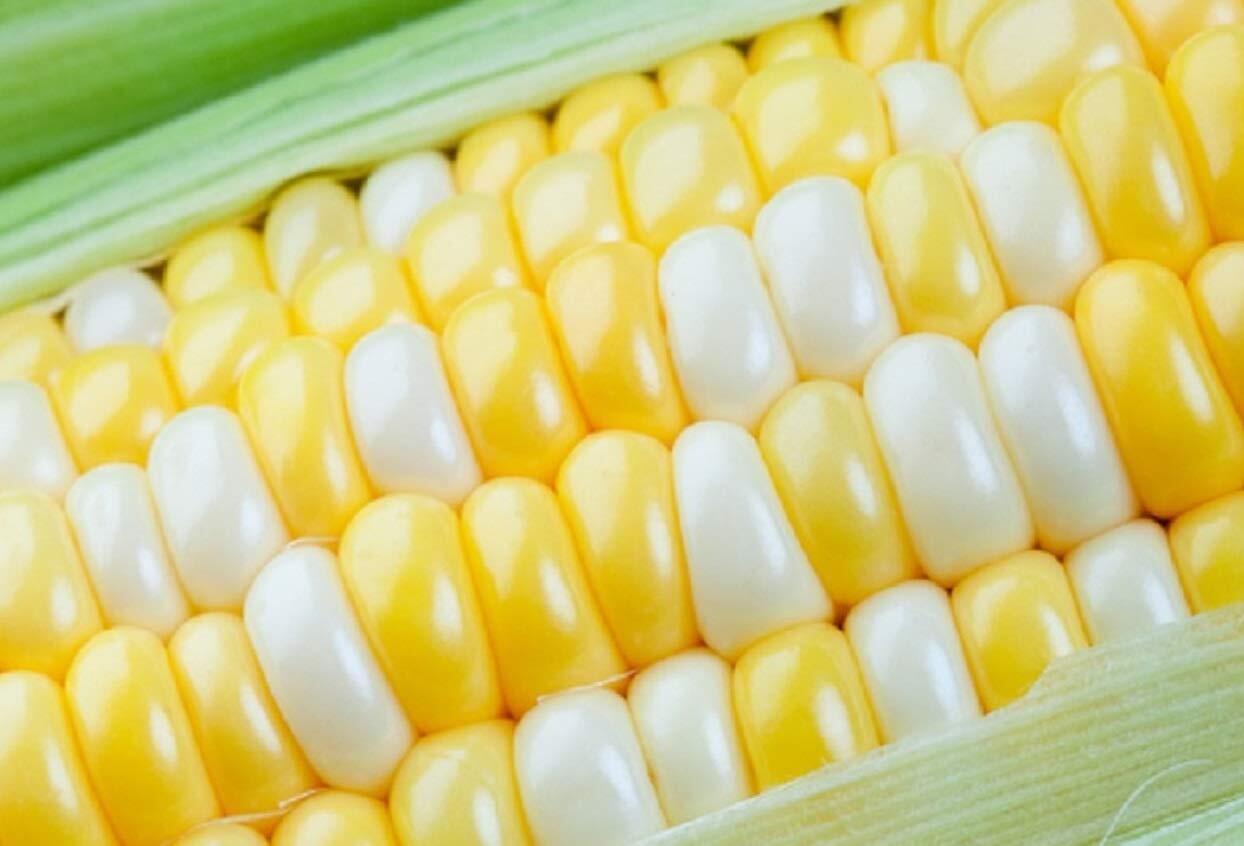 Ambrosia Sweet Corn Seeds 250+ Seeds