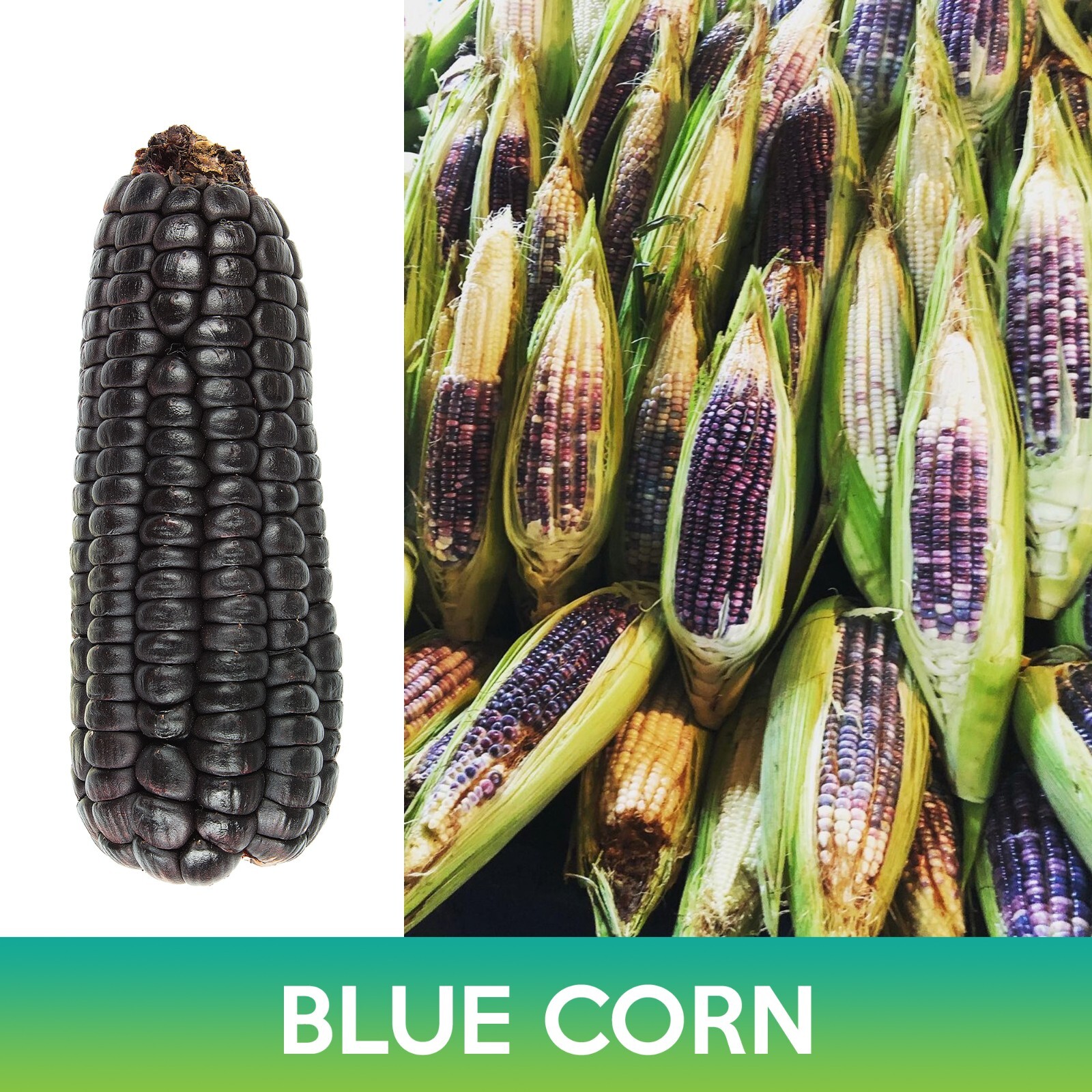 Blue Corn Seeds, Zea mays