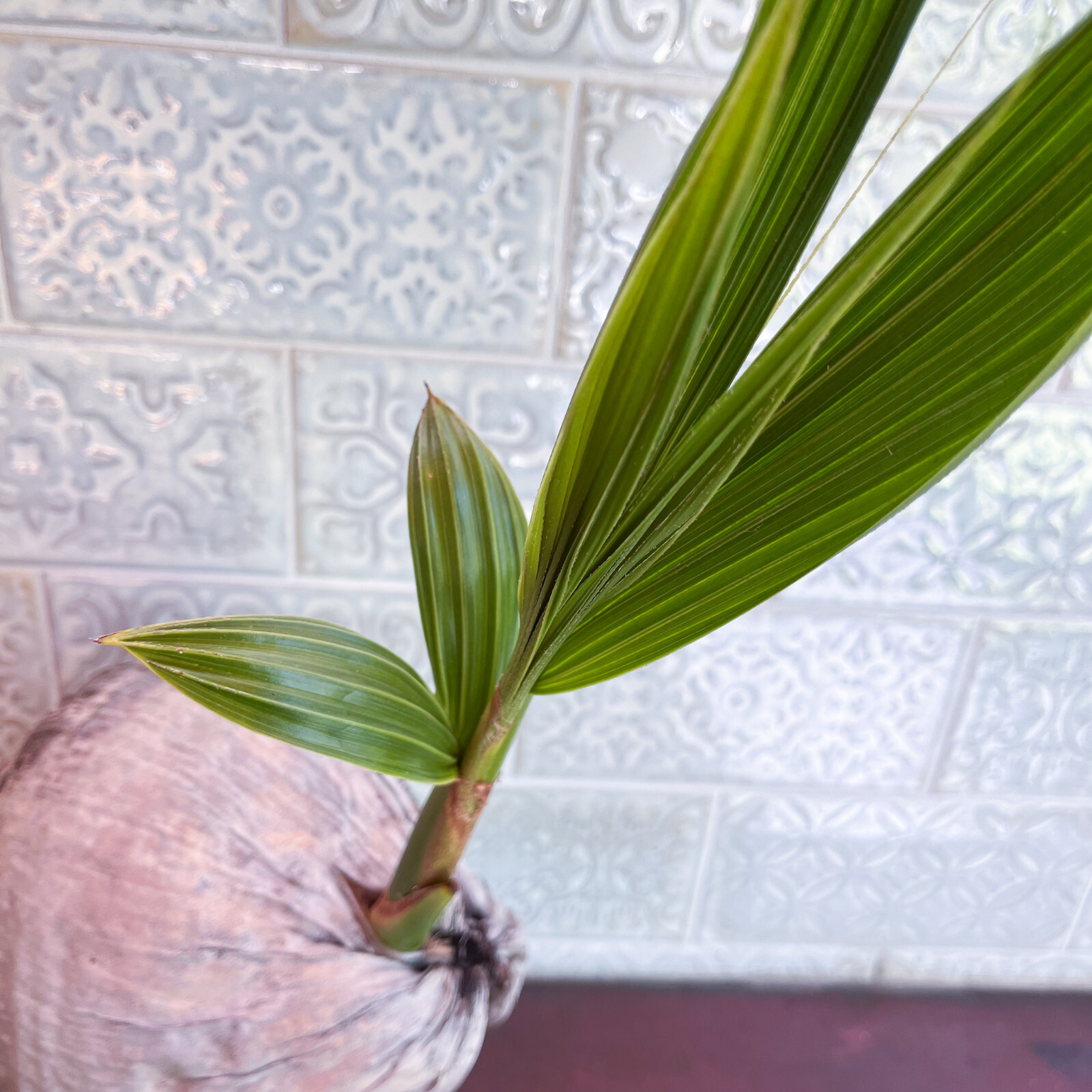 Coconut Palm Live Plant – FREE SHIPPING – Green Malayan Dwarf – 4″ to 10″ Tall