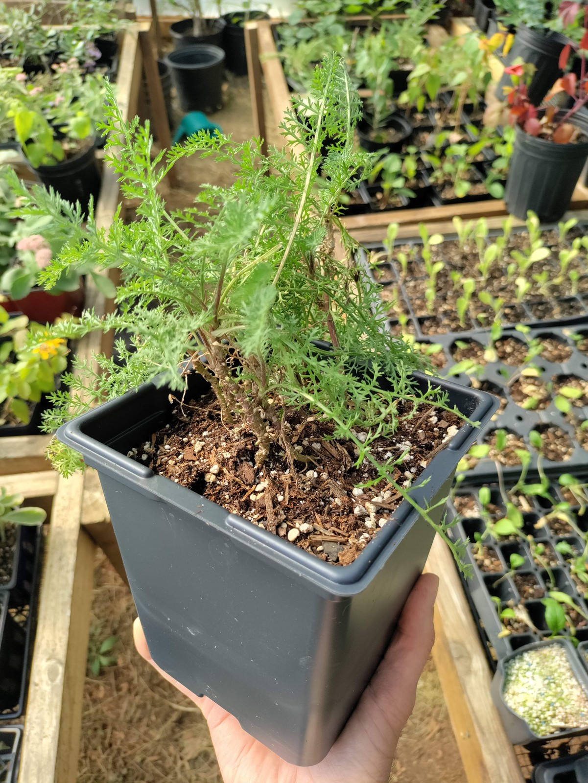 Red Yarrow ‘Paprika’ plant 3.25″ pot – Achillea millefolium