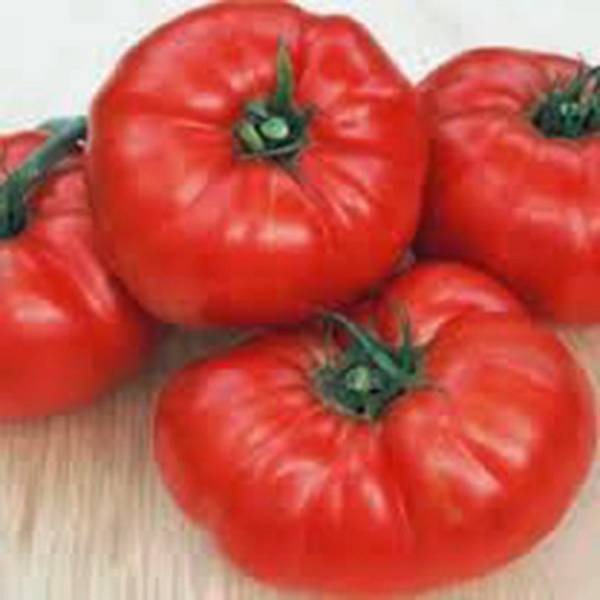 TOMATO SEED,TOMATO, BEEFSTEAK, HEIRLOOM, 500 SEEDS, NON GMO, VEGTABLE