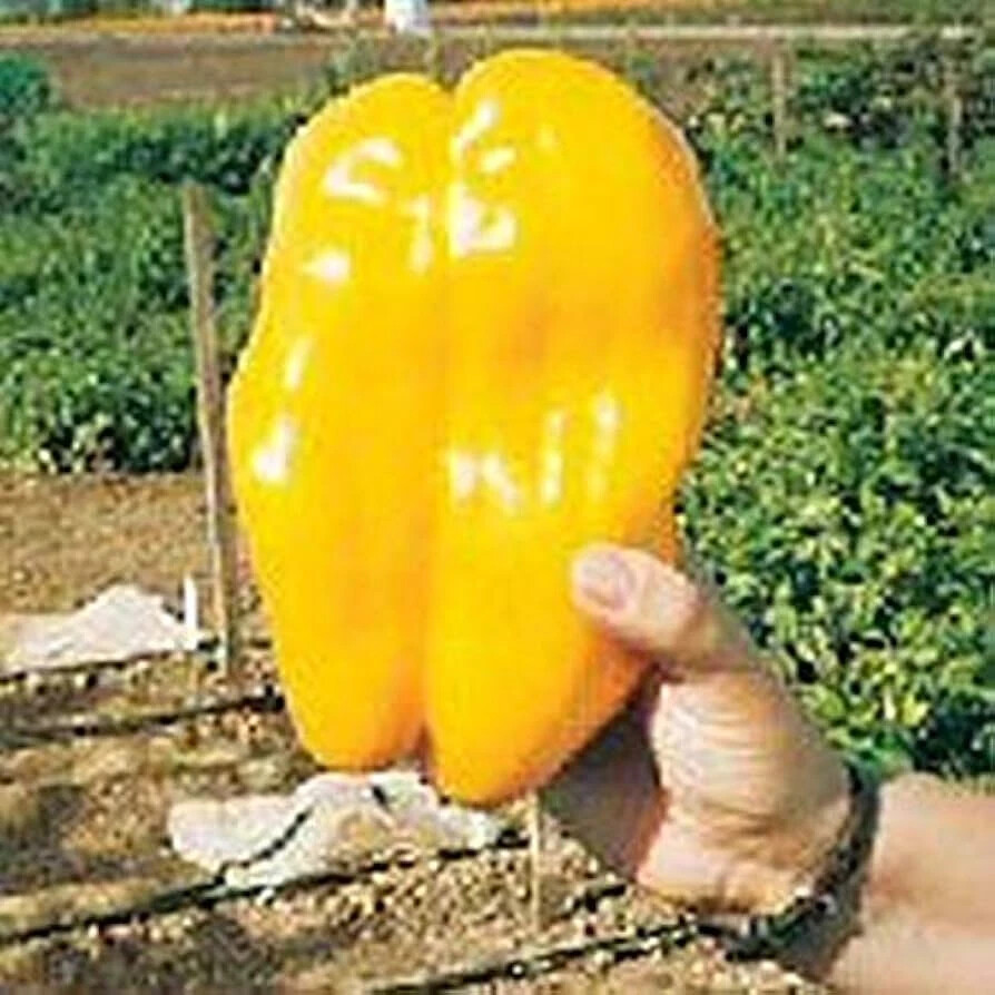 15 YELLOW MONSTER GIANT SWEET PEPPER SEEDS ~ heirloomseedguy ~ 2026 ~ NON-GMO