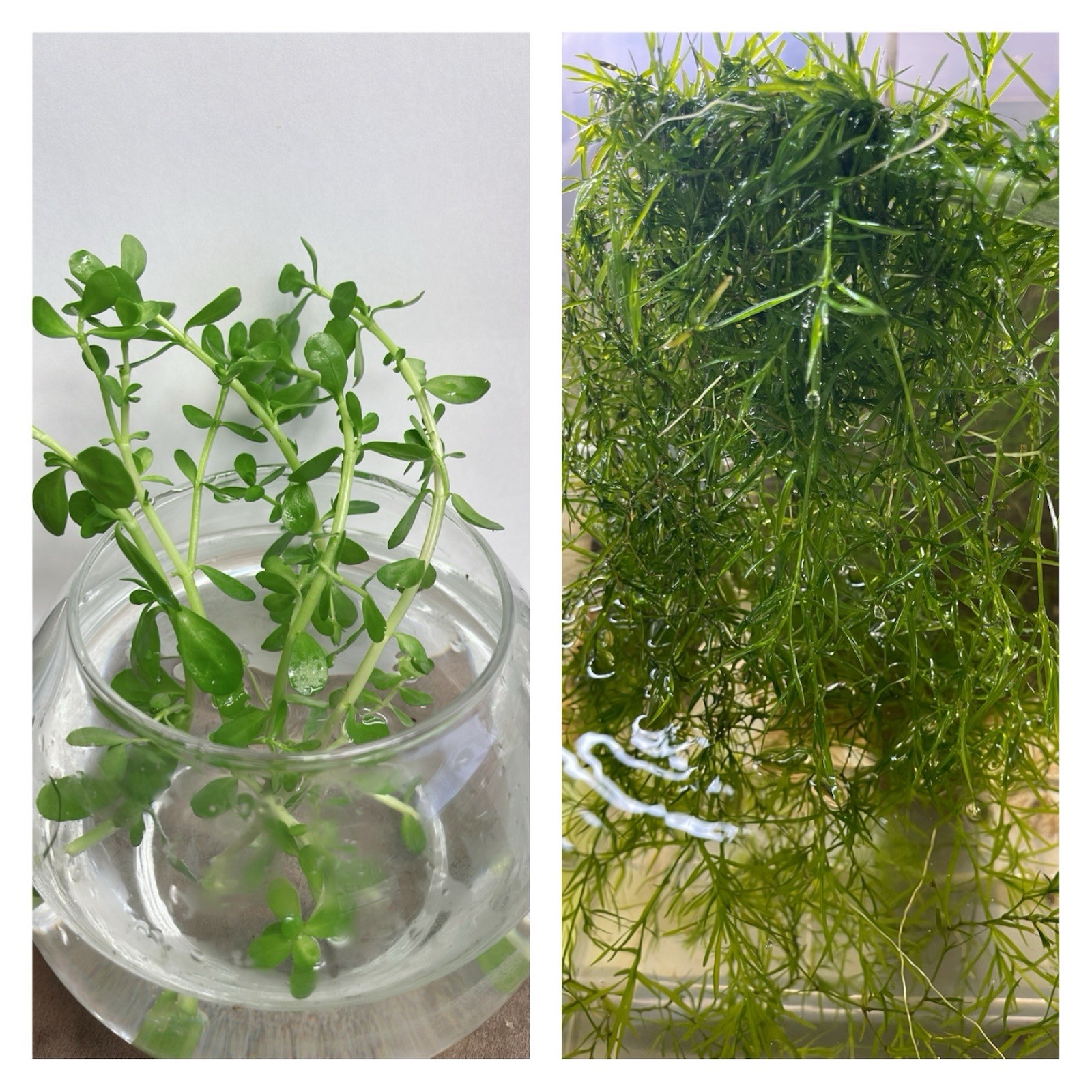 Combo: Bacopa Live Aquarium Plant & Guppy Grass. Buy 2 Get 1 Free
