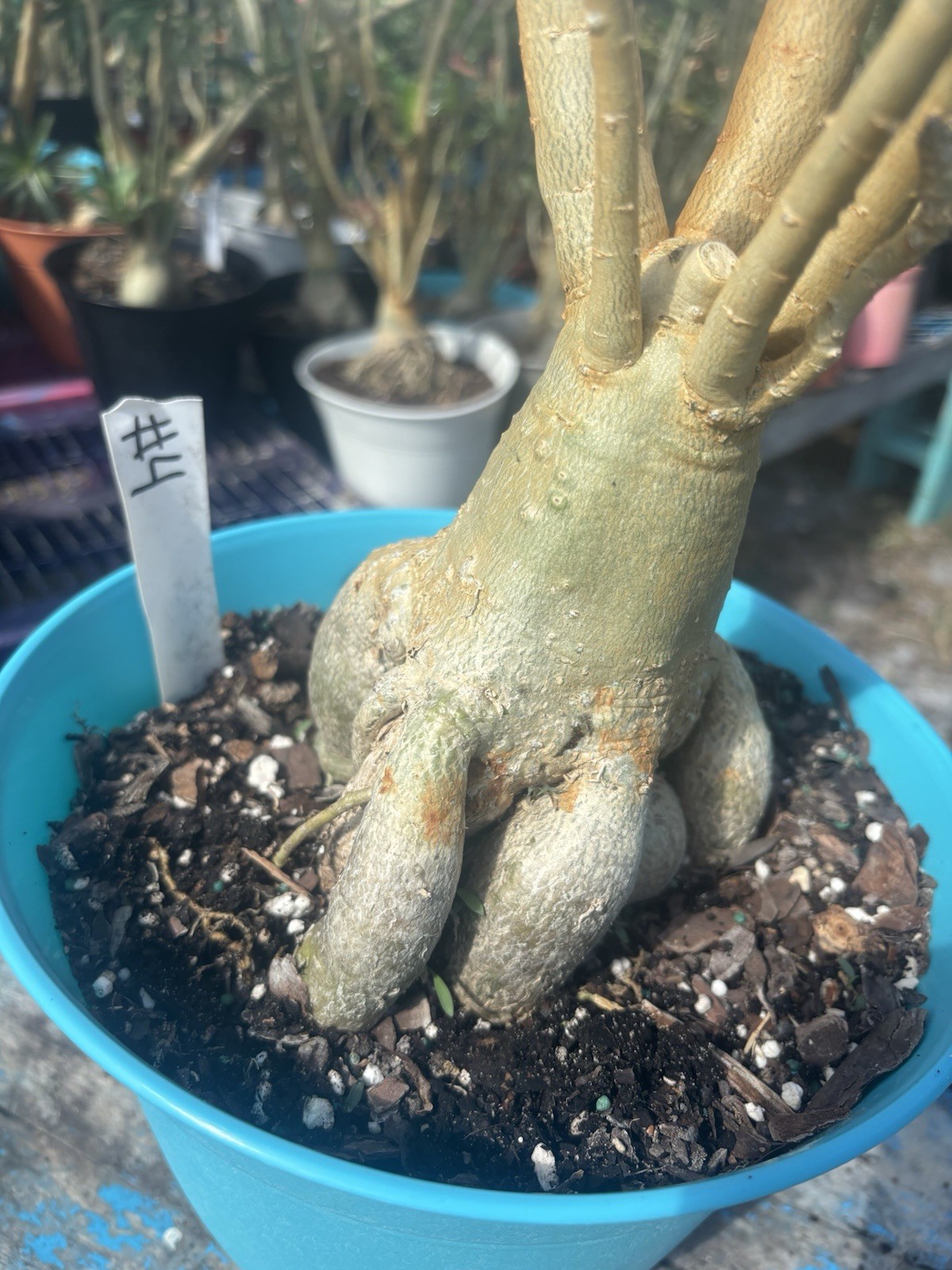 Adenium Obesum Desert Bareroot Pick A # From The Pictures