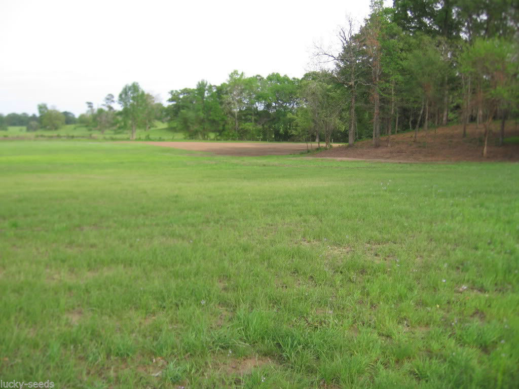 Tifton 9 Bahia Grass Seed Certified – 1 Lb.