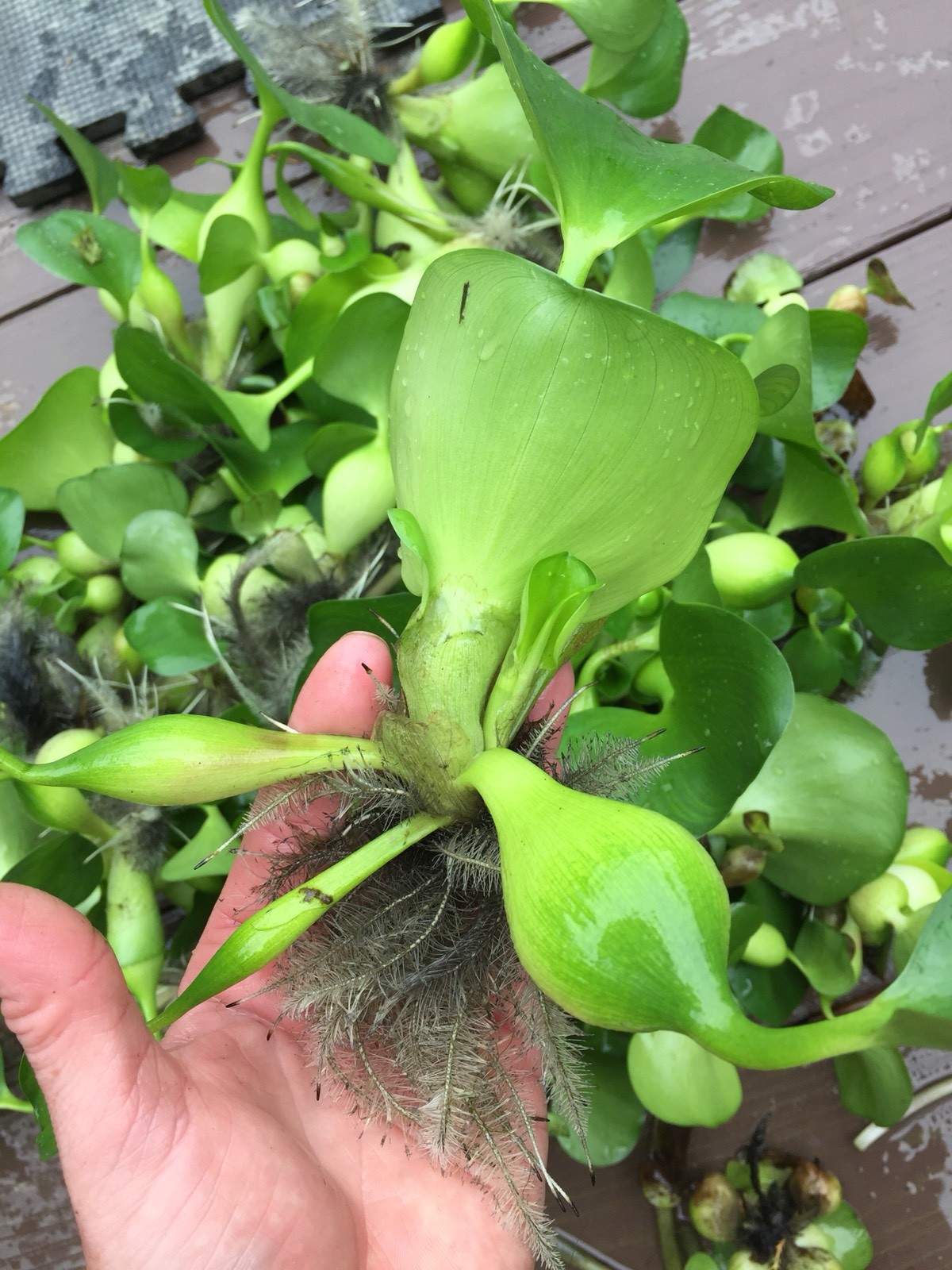 (15) Water Hyacinth Koi Pond Floating Plants Rid Algae Medium – Small 2”-4”