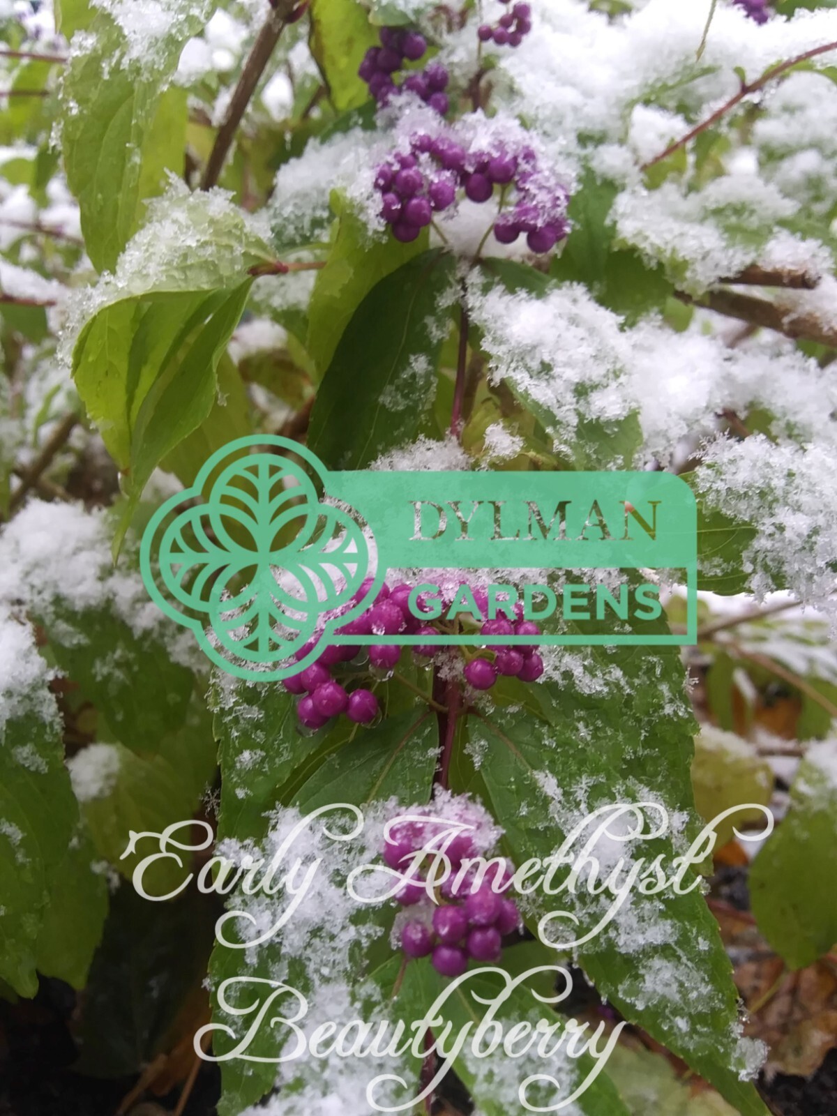 Purple Beautyberry (Callicarpa dichotoma ‘Early Amethyst’) – Multiple Sizes
