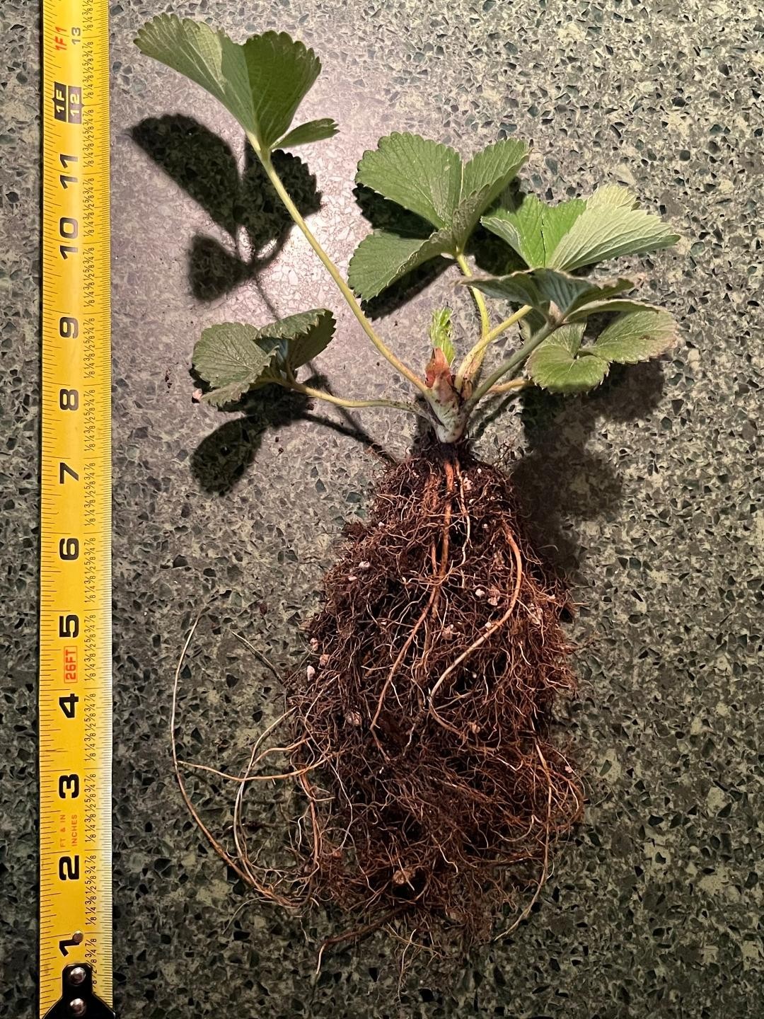 1 STRAWBERRY ALBION PLANT 6″ LARGE ROOTS Organic Soil And Organic Amendments.