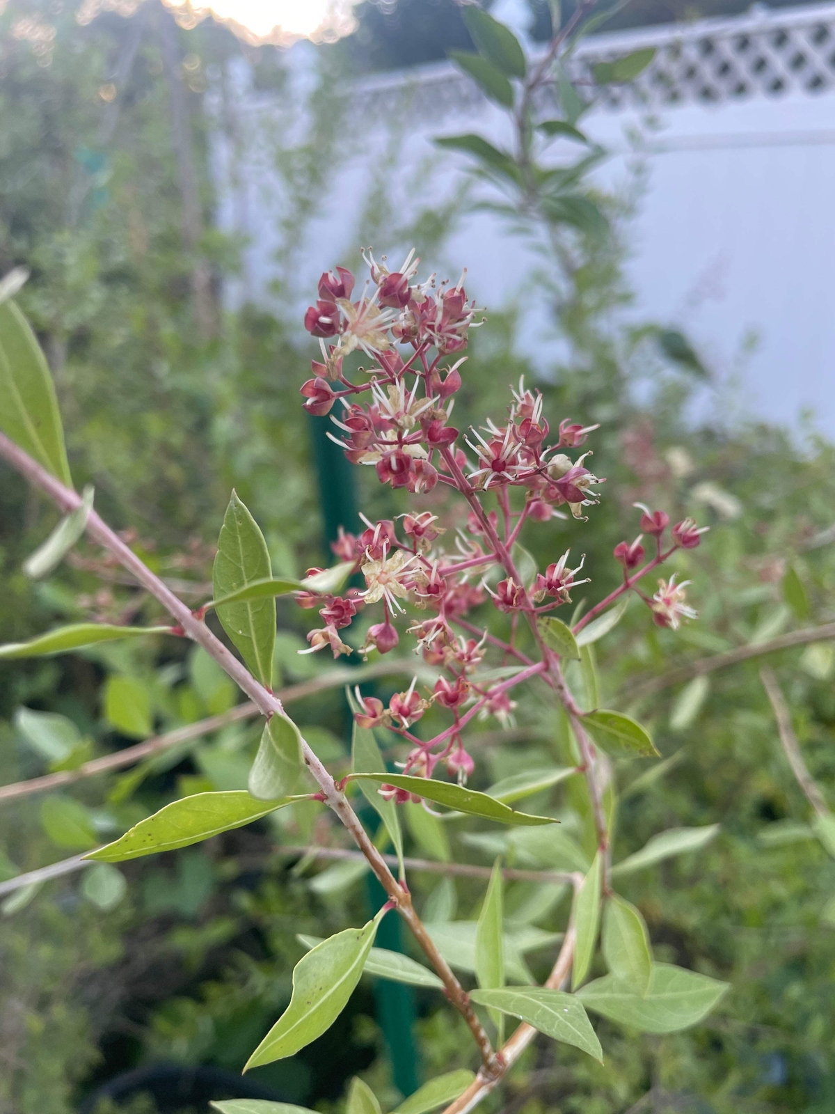 Henna Starter Plant – Lawsonia Inermis Easily Make Your Own Natural Ink For Art