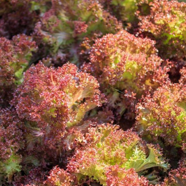 500+ Lolla Rosso/Lollo Rossa Seed Heirloom NON-GMO Fresh Seeds-A GARDEN FAVORITE