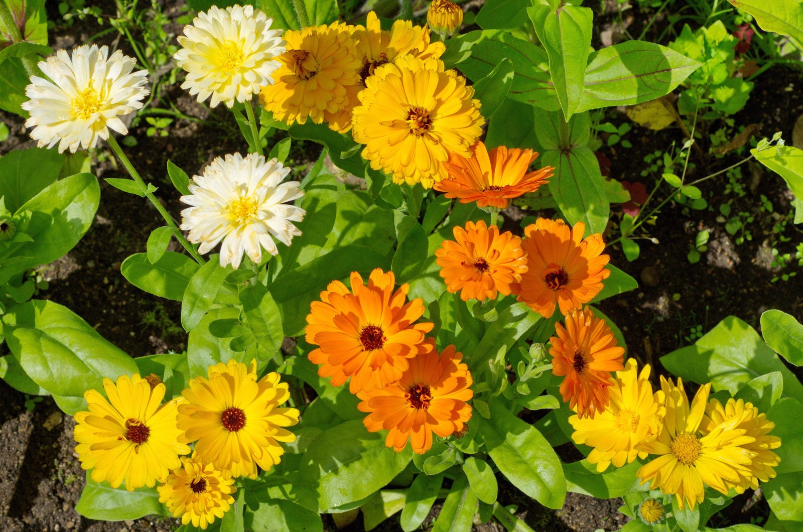 500 Mixed Colors FANCY MIX Pot MARIGOLD Calendula Officinalis Flower Seeds