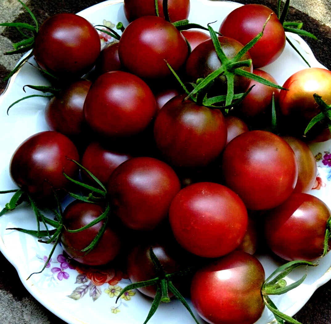 Chocolate Cherry Tomato 50 Seeds Non-GMO Organic Grown 2024 Delicious heirloom