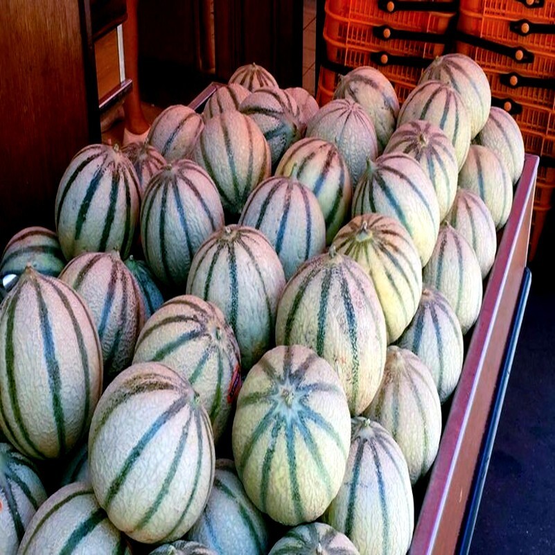 10 Charentais Melon Cantaloupe Seeds NON~GMO Organic Garden Fruit Hybrid Plant