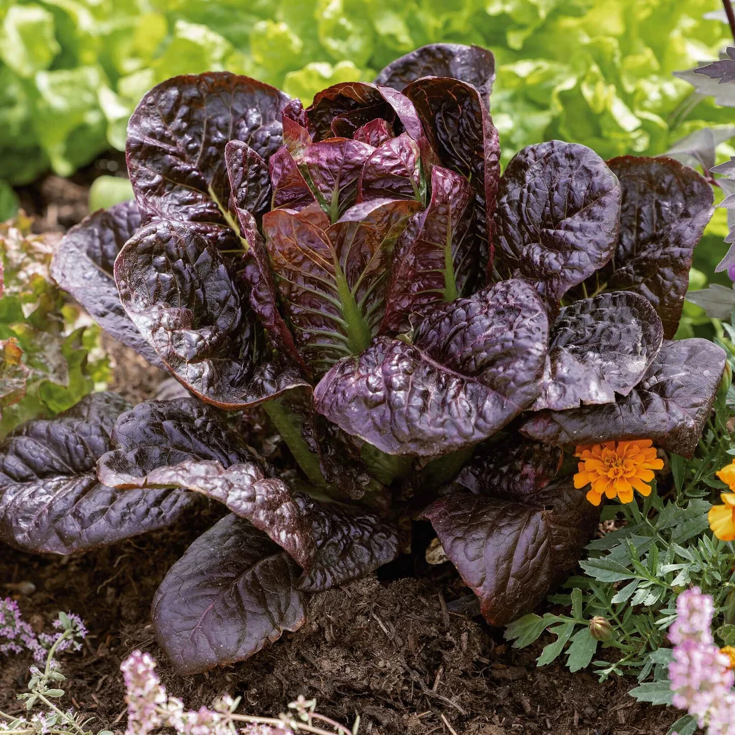 500+Lettuce Seeds Red Romaine Romaine Lettuce (Lactuca sativa)Salad Greeno #40