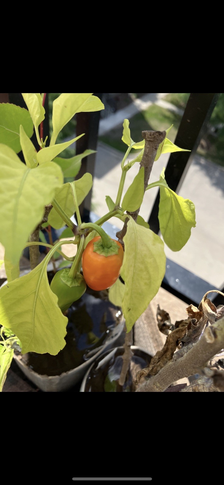 SNACK PEPPERS! MIX OF [YELLOW, ORANGE & RED] PACK OF 25+ SEEDS