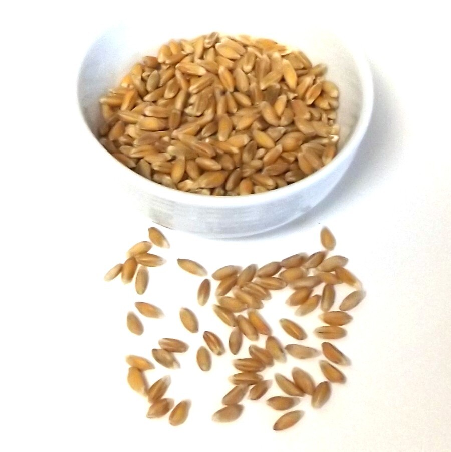 Seeds (50 or 100) Heirloom Black Winter Emmer Wheat Triticum dicoccon atratum