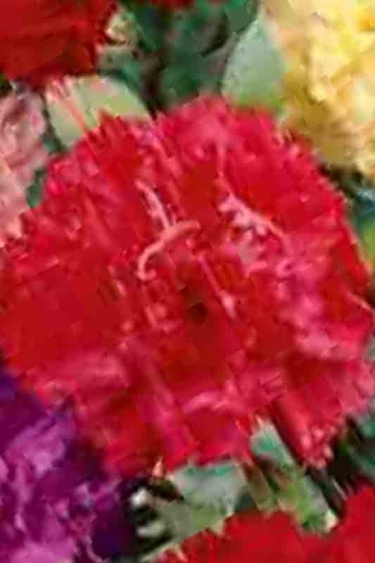 CARNATION AUTUMN MIX 100 SEEDS RARE DIANTHUS CHABAUD FLOWERS DOUBLE BLOOMS USA