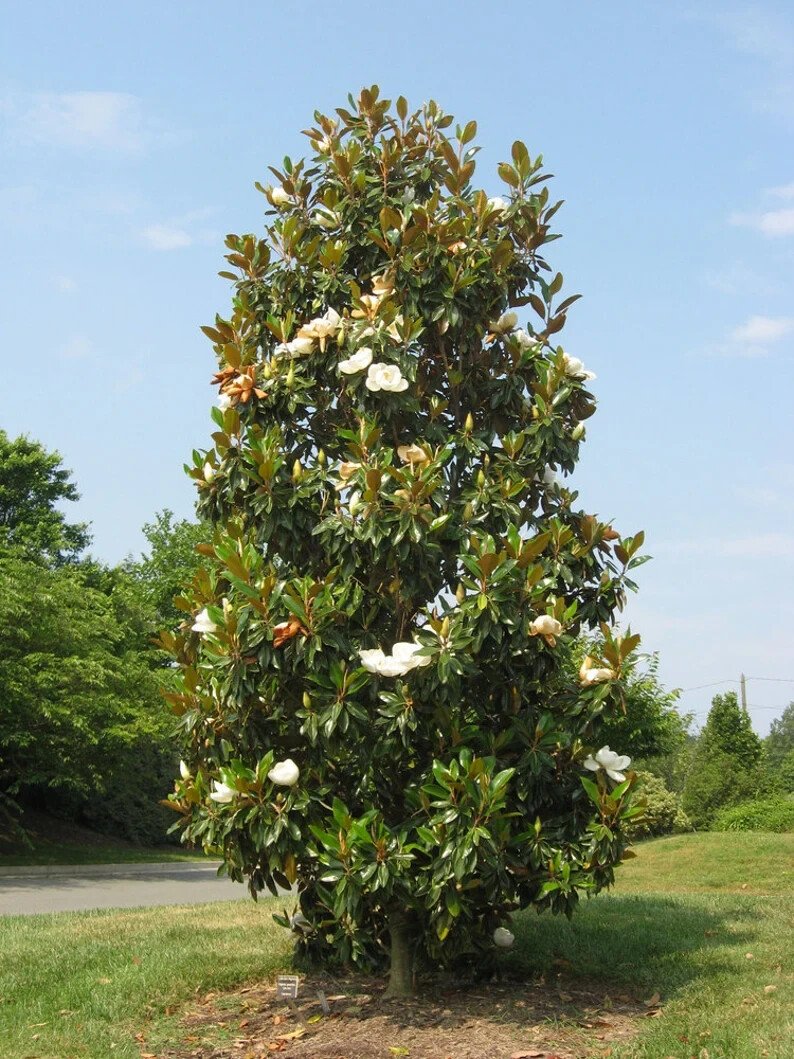 “‘Bracken’s Brown Beauty ” Southern Magnolia Tree~ 20-28 inch tall~Well Rooted