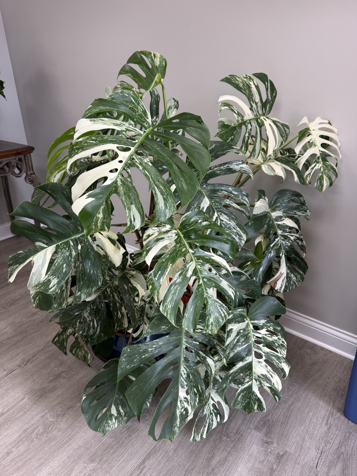 Monstera Albo Borsigiana HIGH Variegated Cutting – Large Leaf- Plant E