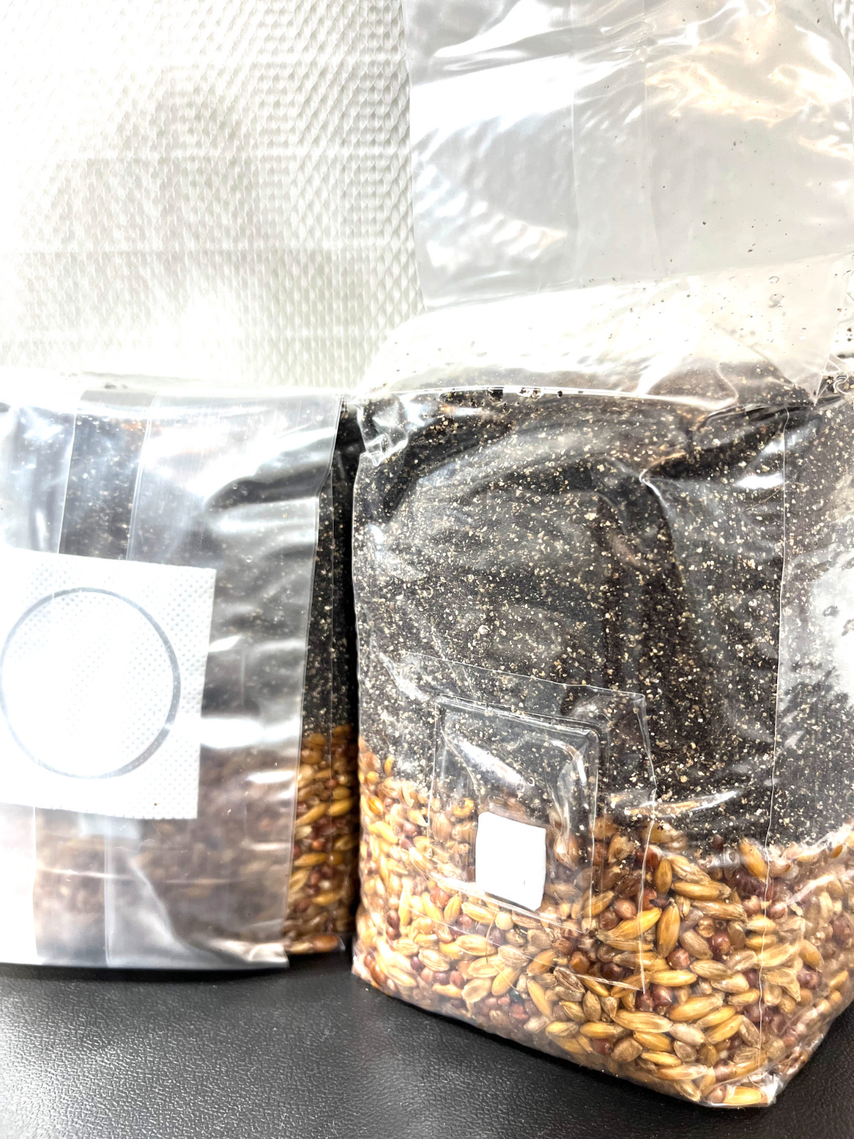 Magical 2lb All in One Mushroom Grow kit Pack of 2