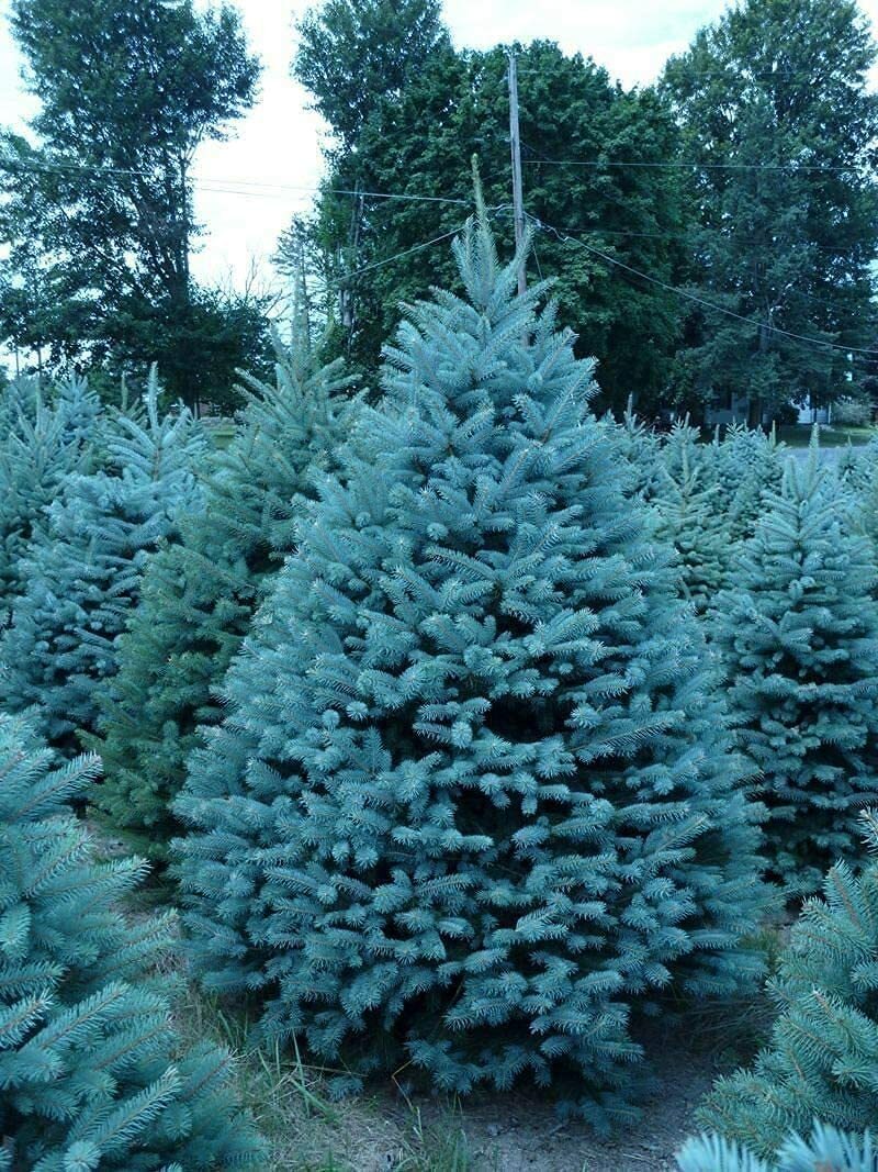 30 Blue Spruce Seeds for Planting Colorado Blue Spruce Picea Pungens Glauca