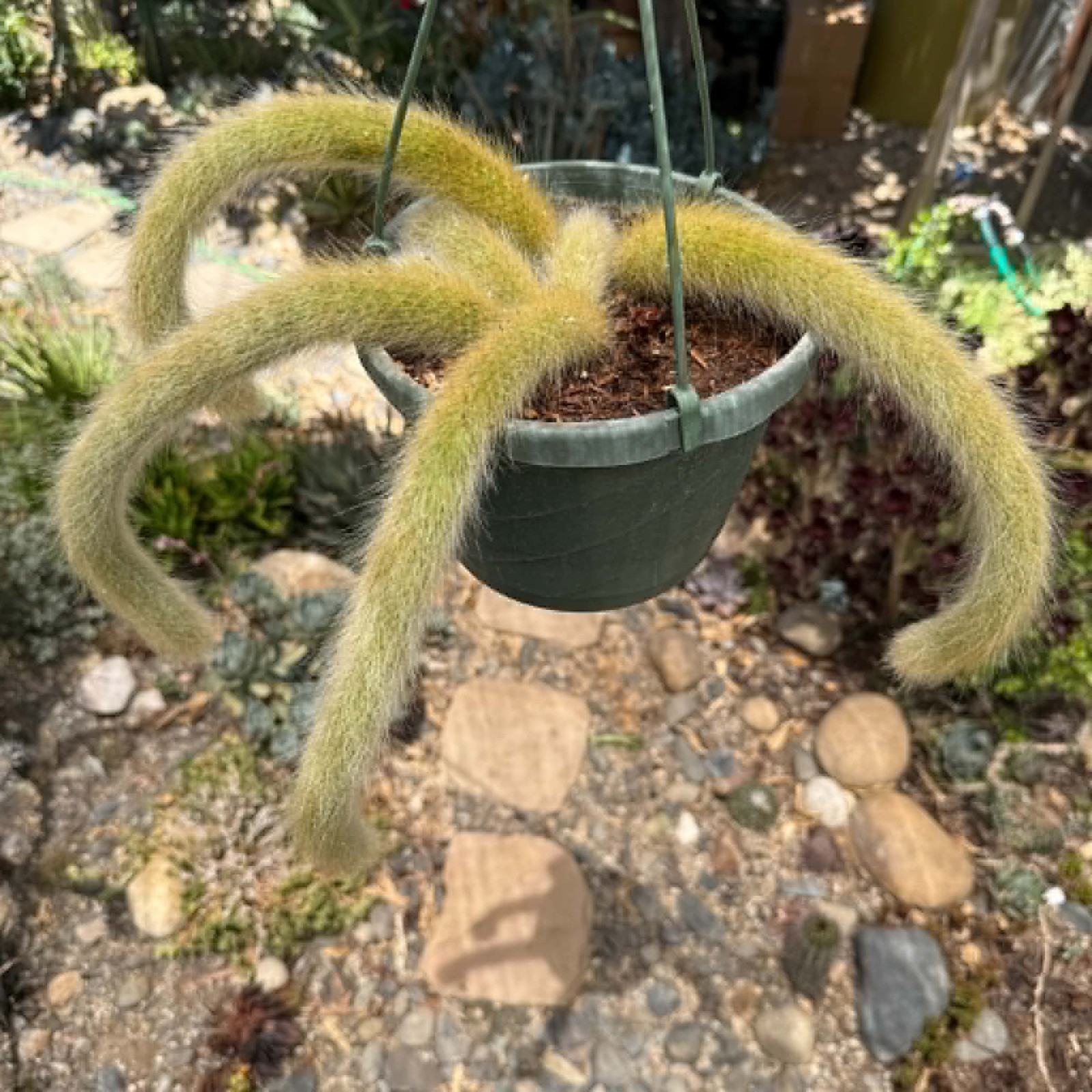 Cleistocactus Winteri ssp. Colademononis ‘Monkey Tail Cactus’