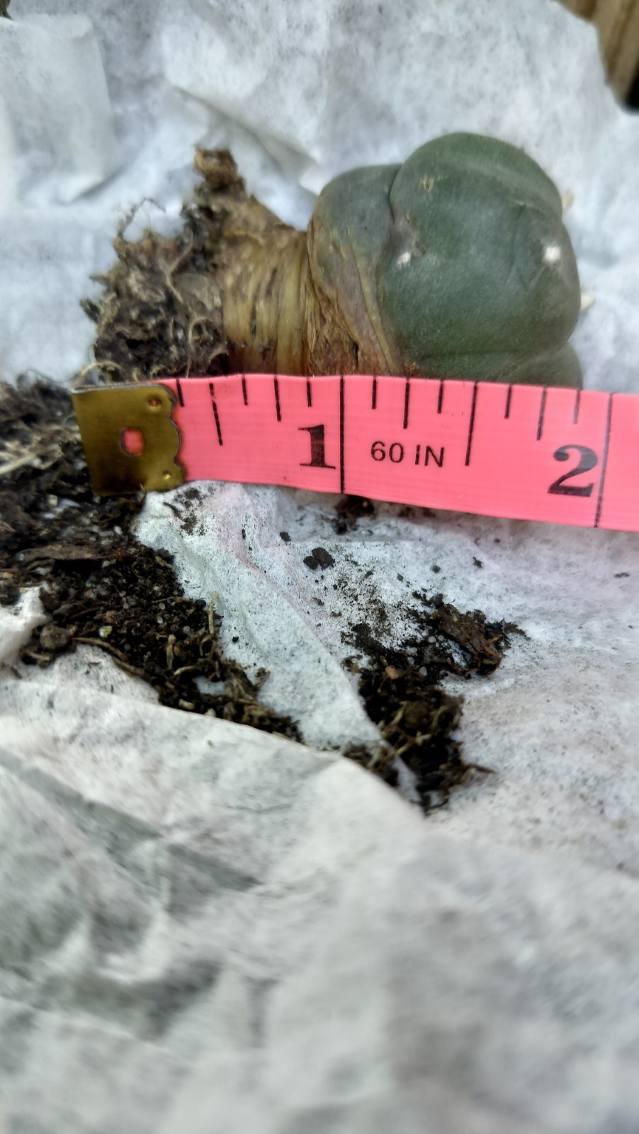 Rare Button Shaped Cactus ( Exact Cactus )