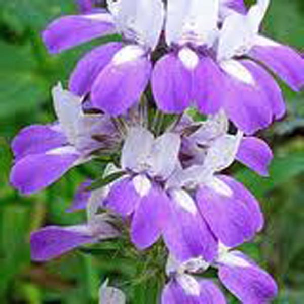 CHINESE HOUSES, UNIQUE DELICATE FLOWERS, 25+ SEEDS BEAUTIFUL BLOOMS