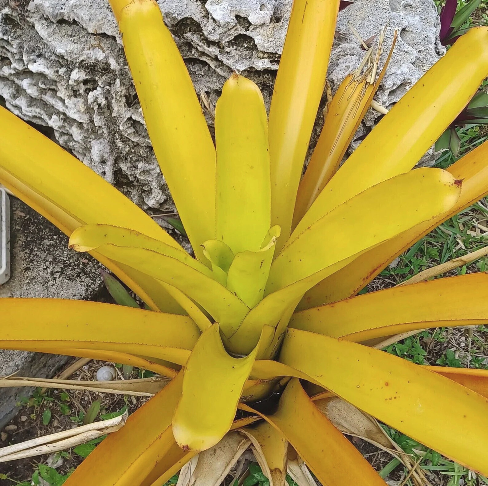 🌞BUY 4 SAVE 15% BROMELIAD Aechmea LEMON Best Blanchetiana Full Sun! Pup!🌞
