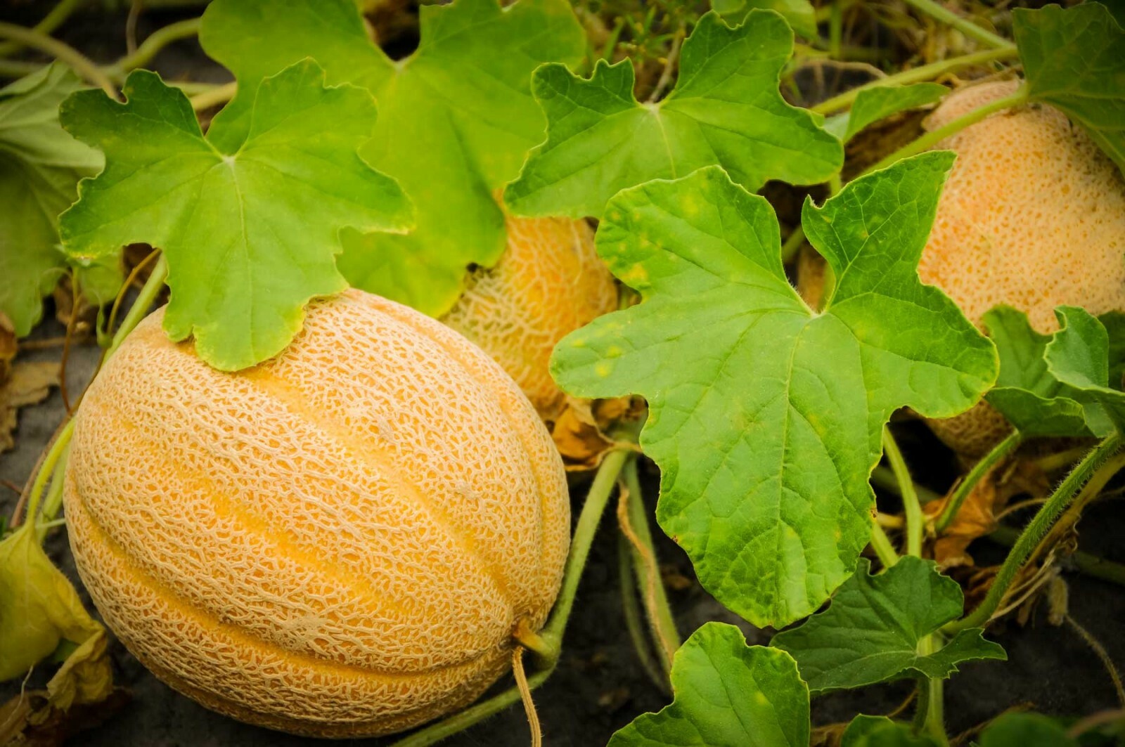 (Medium Garden) Survival Garden Emergency Food Seeds 36 kinds Heirloom USA Seeds