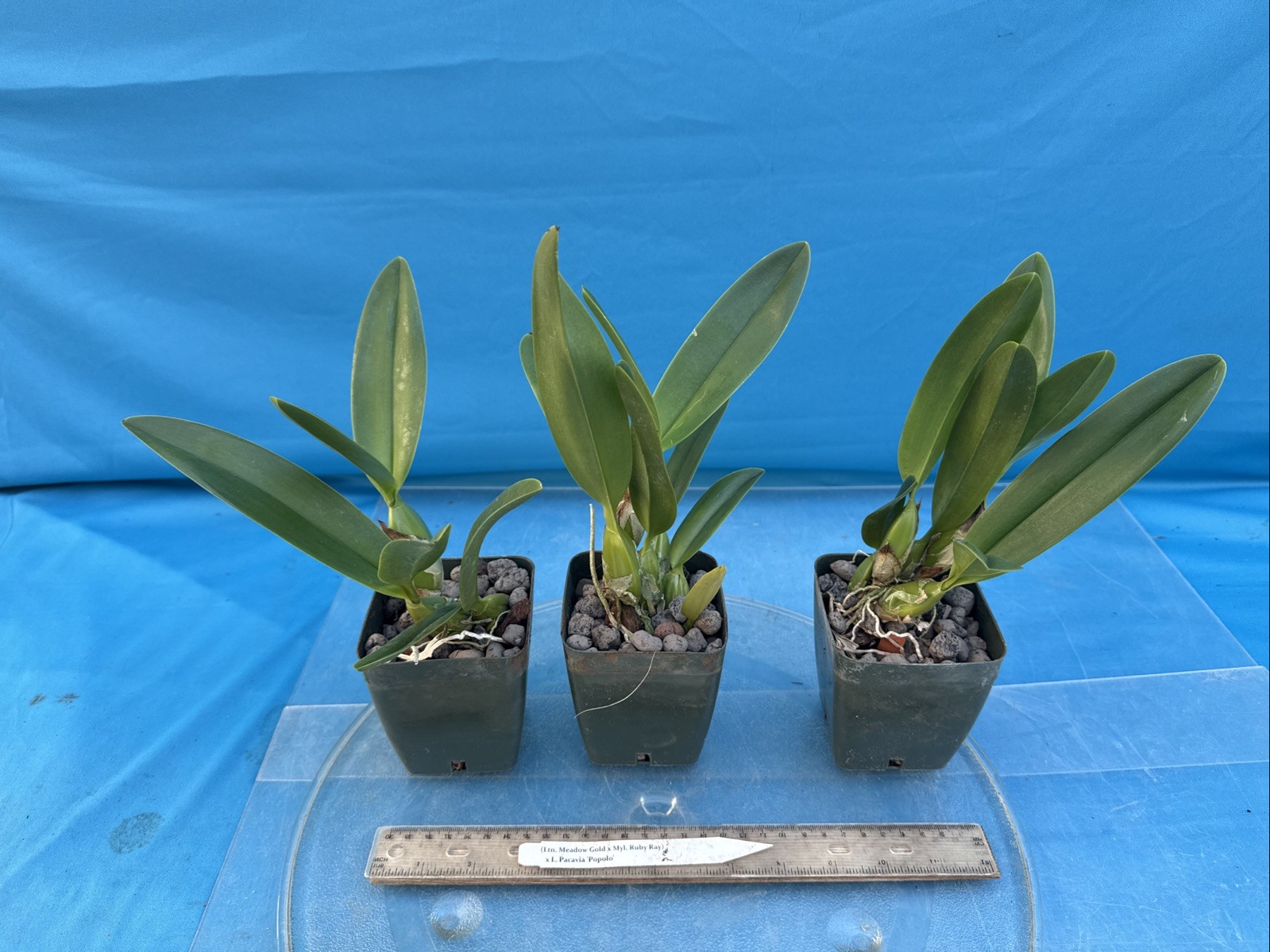 (Ltn Meadow Gold X Myl. Ruby Ray) X Cattleya Pacavia Orchid Eros 4” Pot