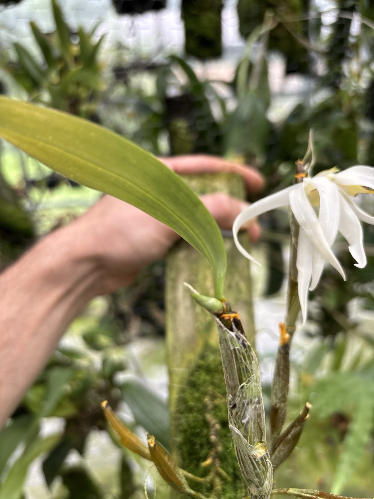 Dendrobium amboinense In Spike Rare Orchid Species Indonesia
