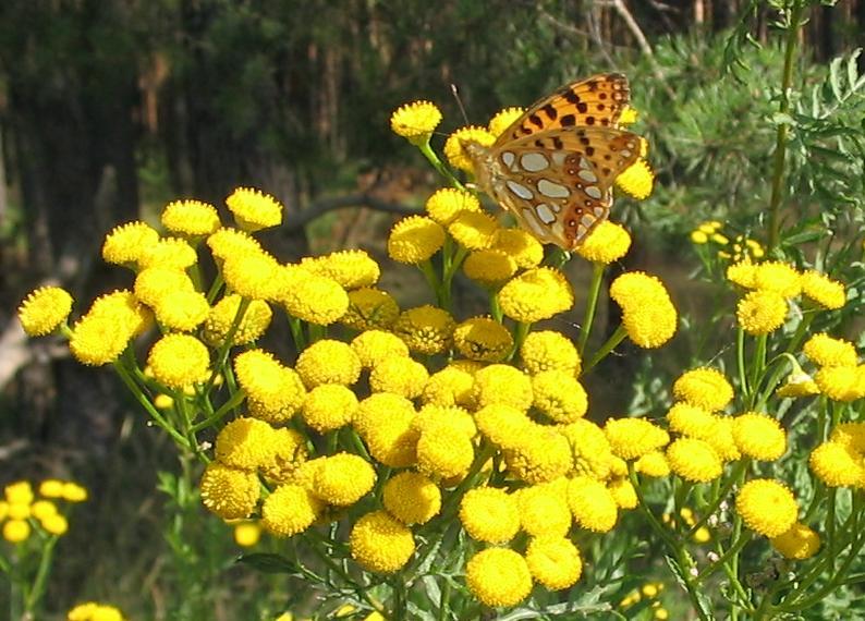 1000 Tansy Seeds – Tanacetum vulgare – Perennial Flower Seeds