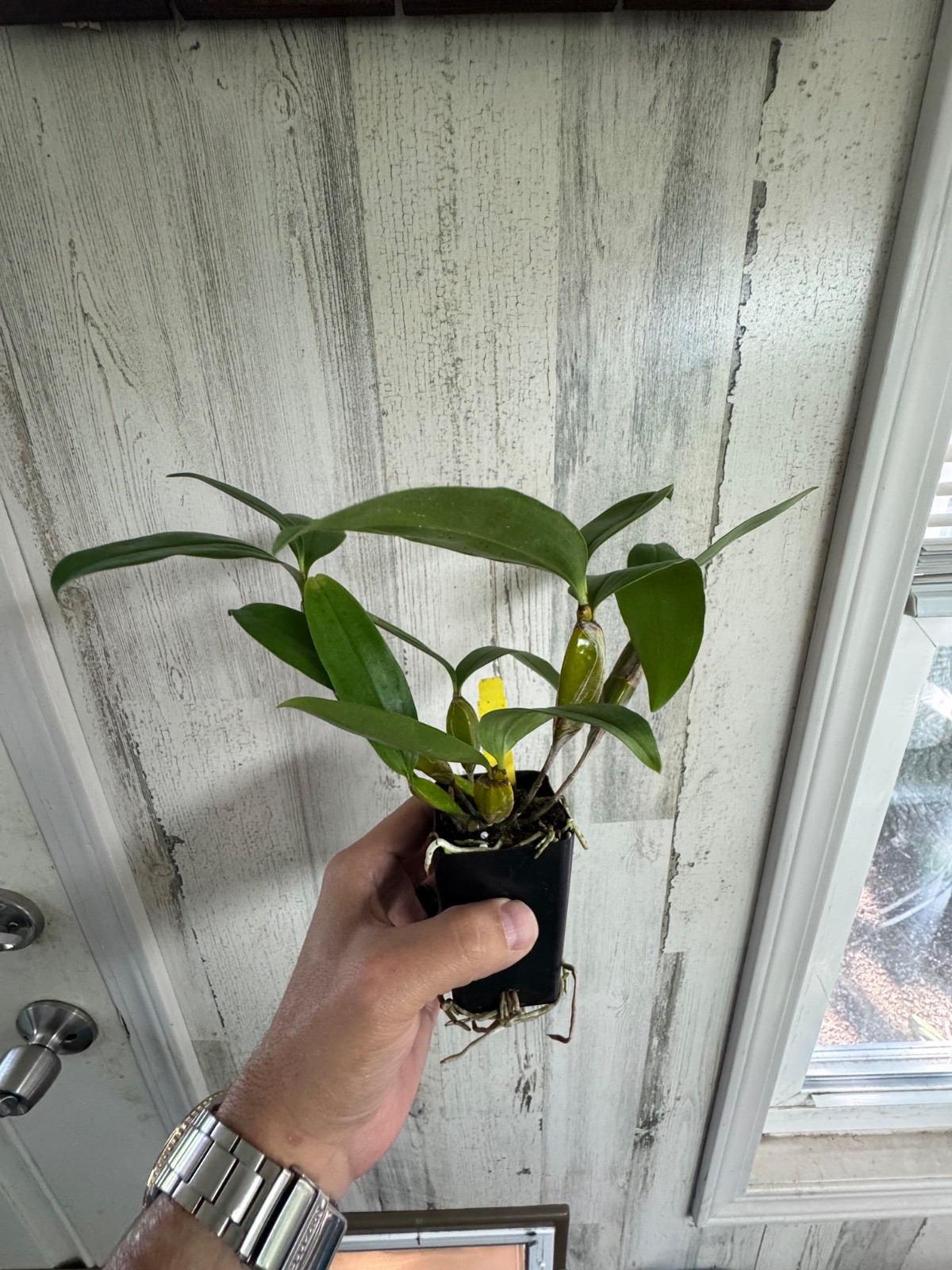 Dendrobium farmeri NBS plant