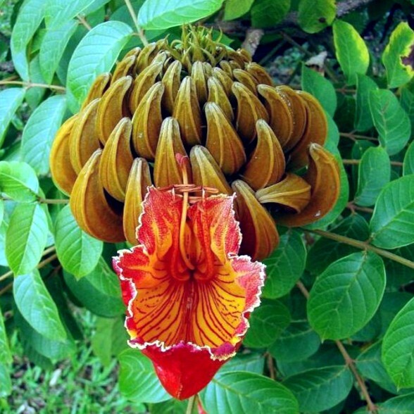African Tulip Magnolia Flower Tree Seeds Spatho. campanulata Flame of The Forest