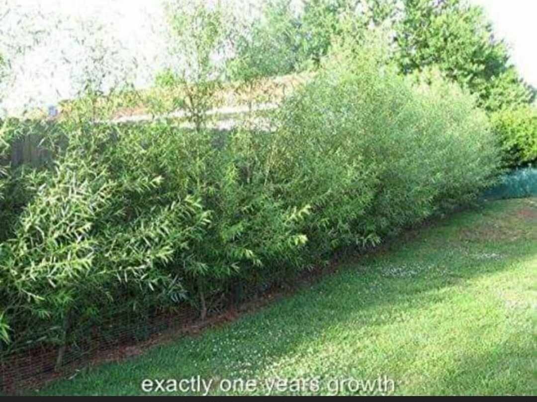 BEST DEAL ON EBAY! 400 Large Austree Willow Cuttings 10″ THICK STOCK