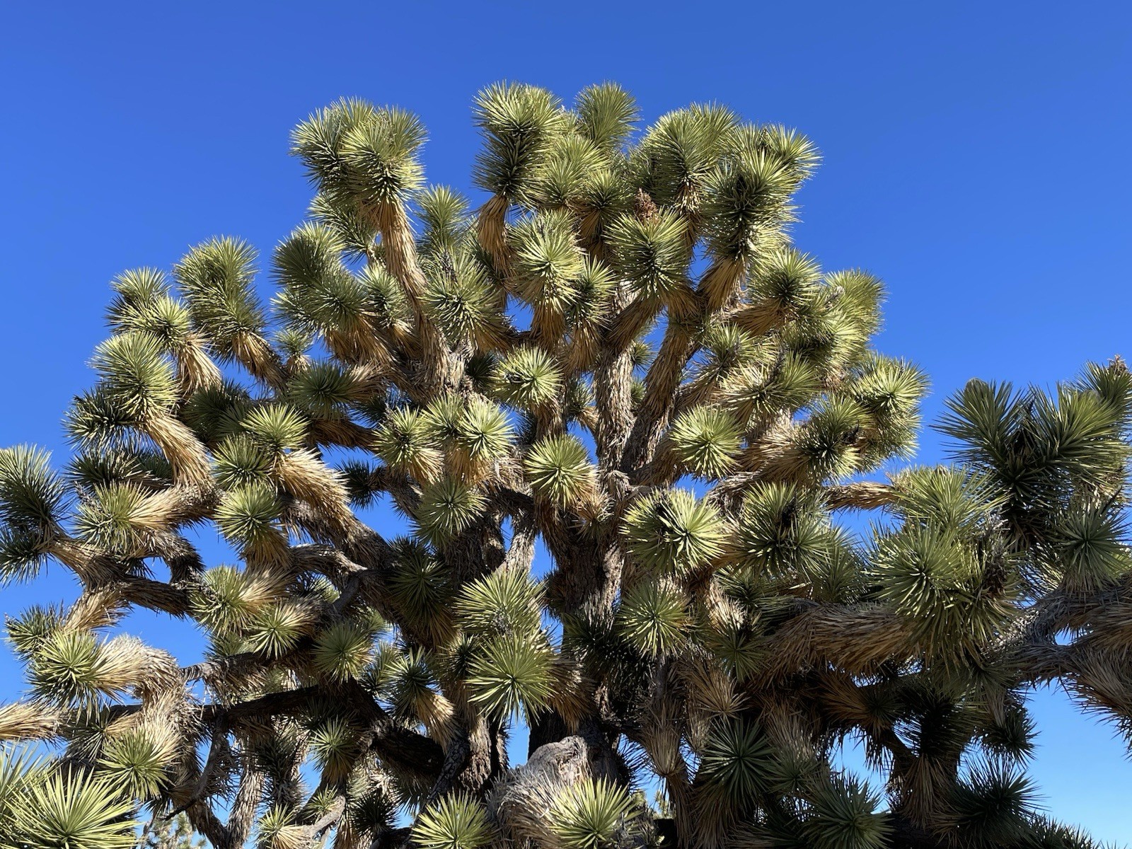 500 Joshua Tree seeds – Mojave Desert 2024 Harvest (Tested)
