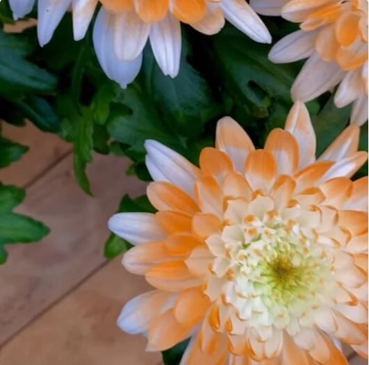 Citrus Spice Mum Chrysanthemum Seeds 200+ Seeds Mum Flower, Flower Seeds, Annual