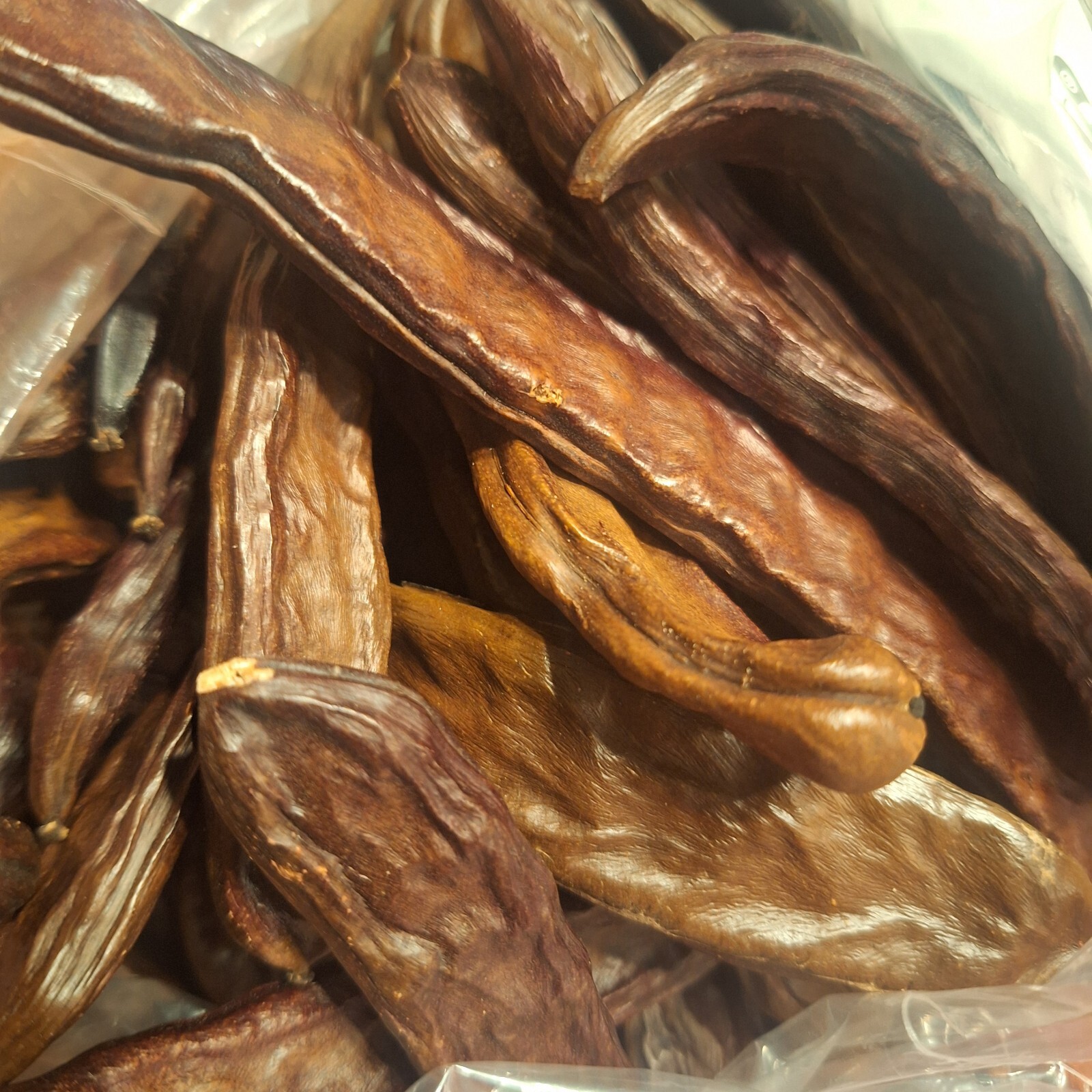 30 Carob Tree Seeds “Ceratonia Siliqua” wild-crafted Biblical fruit raw