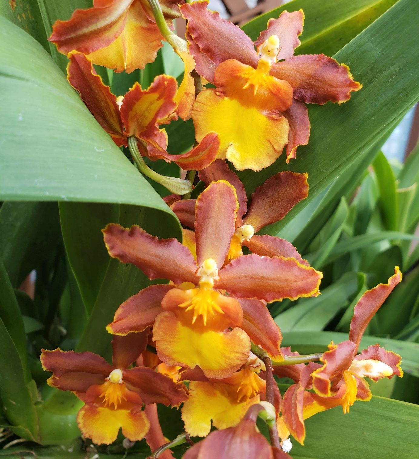 The Catatante ‘Sun King’ Orchid – Beautiful colorful blooms – Easy to grow !