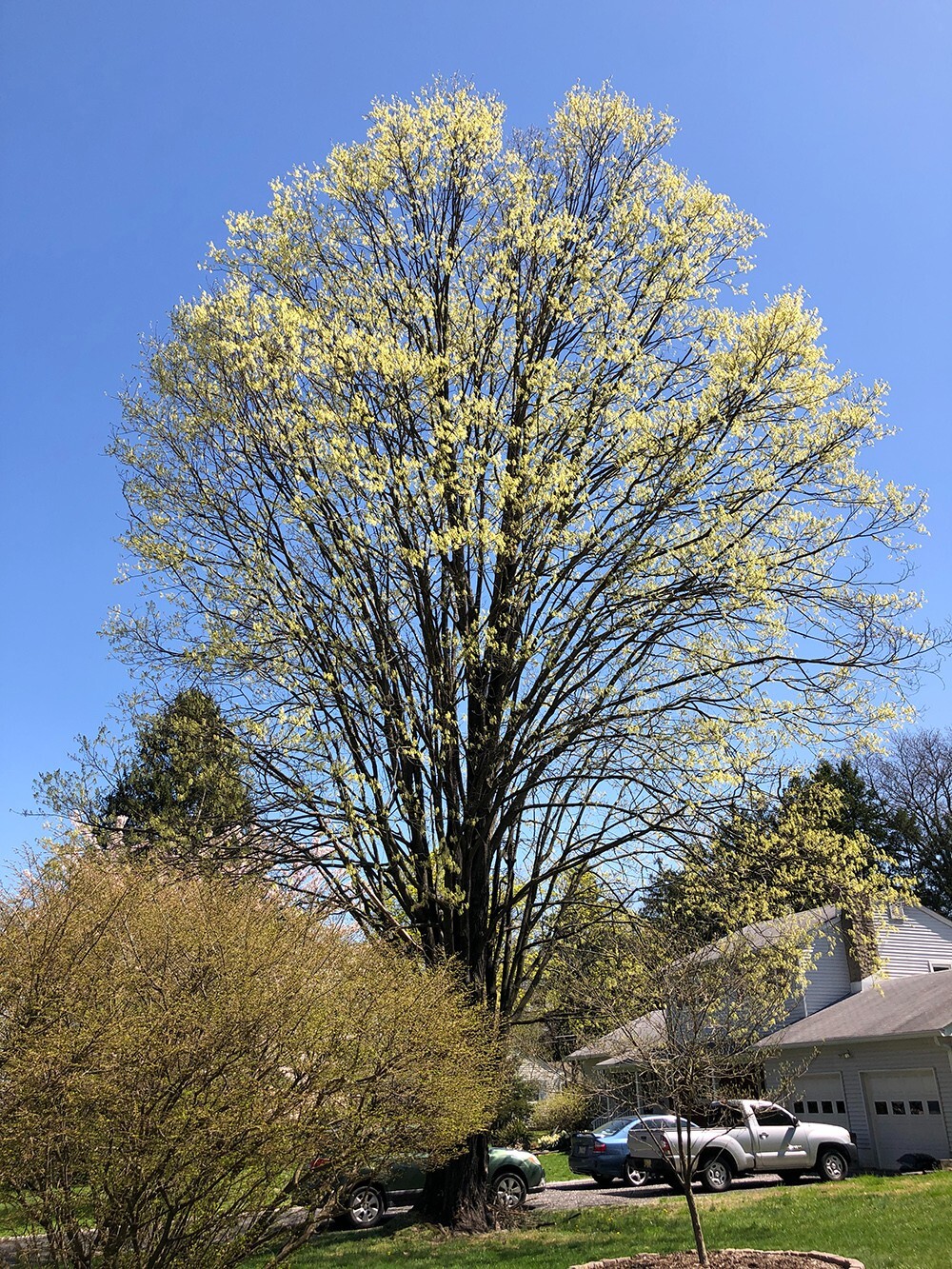 Northern Sugar Maple Tree | Premium Seeds | Acer saccharum ‘Fall’ | Plants’®